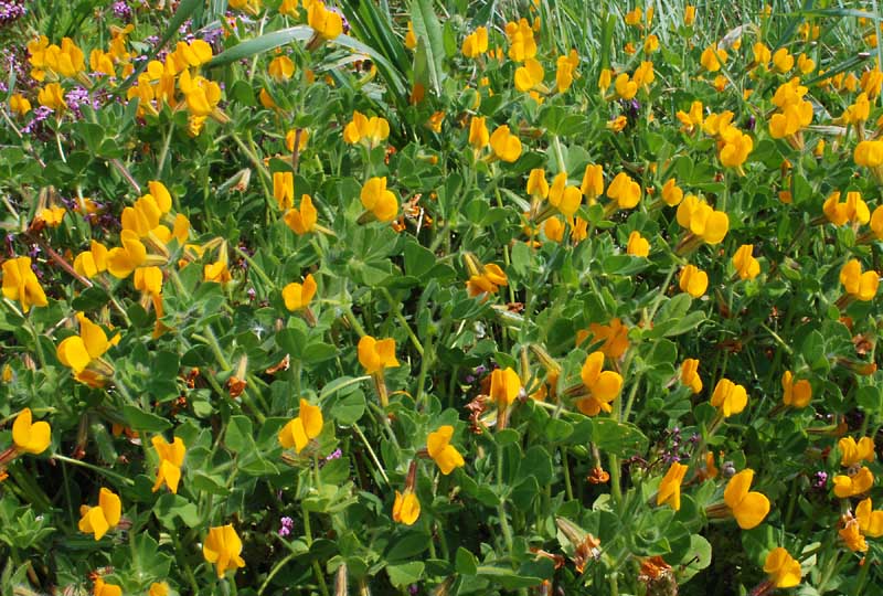 Tetragonolobus biflorus (=Lotus biflorus) / Ginestrino aranciato